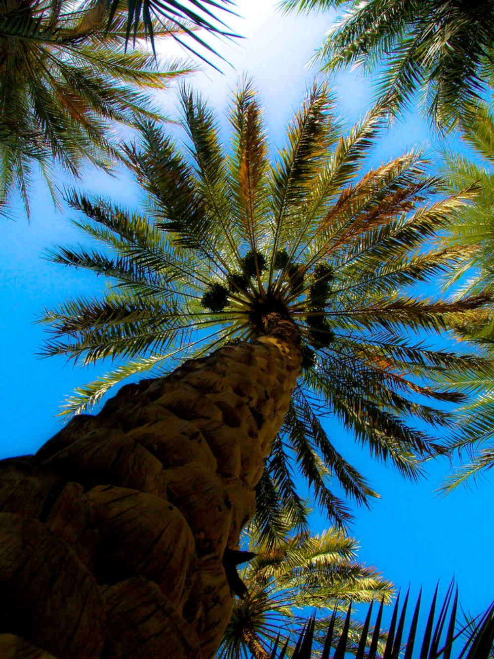 Choosing a Reliable Date Supplier: Vendor Scoring & Due Diligence for B2B Procurement