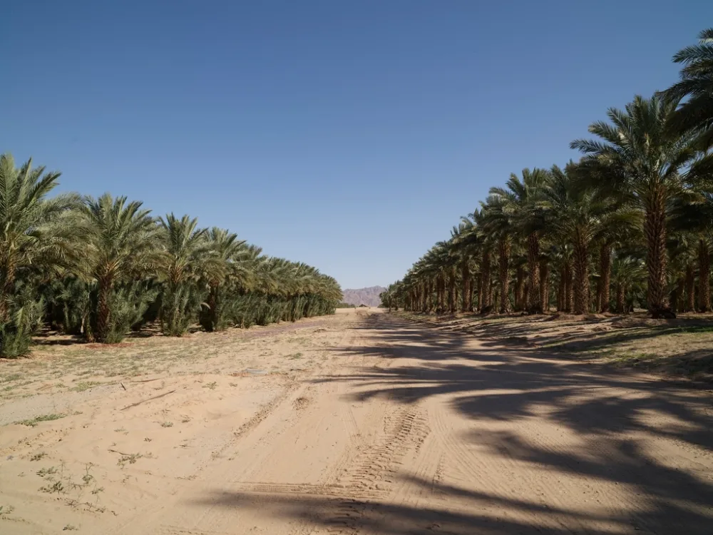Kurma Ajwa Madinah — Grade A, AA, AAA, VVIP Jumbo
