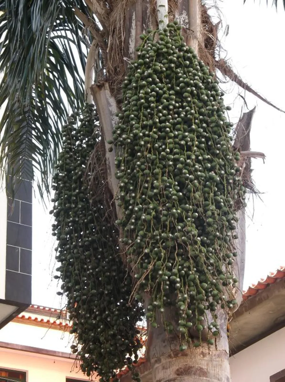 Supplier Kurma Nusantara